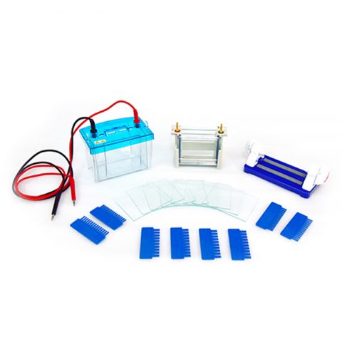 六一生物双垂直电泳仪DYCZ-24DH